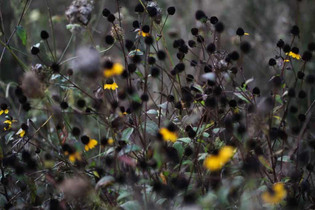 mature seed heads of Rudbeckia Triloba in the garden