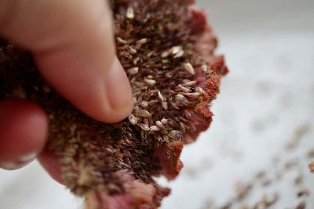 a hand rubbing the sides of a celosia bloom to release the seeds