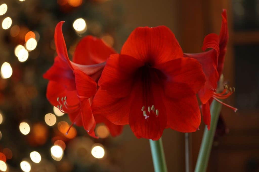 red amaryllis blooms in front of bokeh white and orange lights