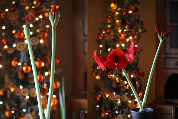 two pictures of red Amaryllis blooms in front of the Christmas tree showing how to plant Amaryllis bulbs in pots