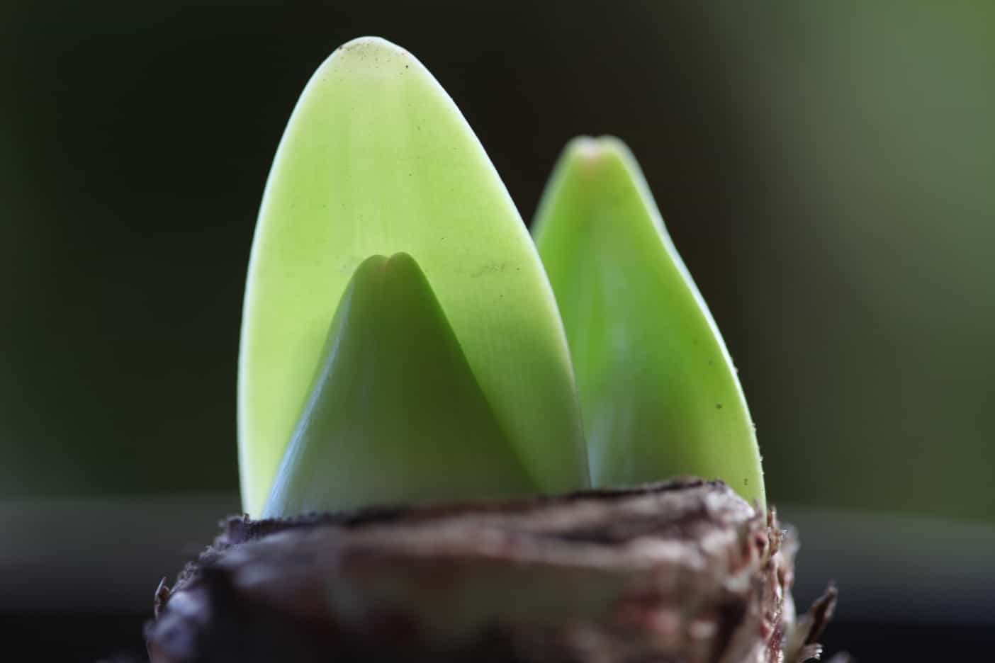 How To Plant Amaryllis Bulbs In Pots For Christmas Bloom Farmhouse & Blooms