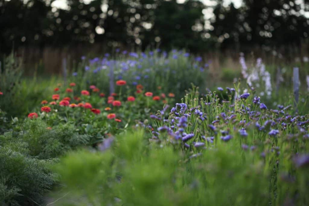 a garden full of colourful annual flowers, some of the best annual flowers for cutting