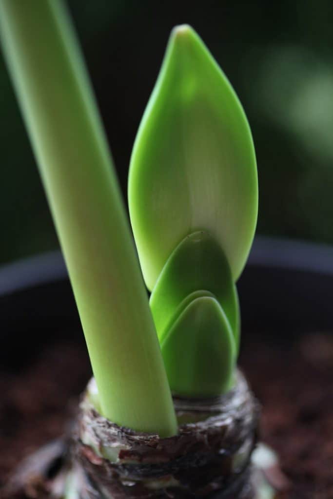 light green Amaryllis stems growing out of the top of the bulb showing how to plant Amaryllis bulbs in pots