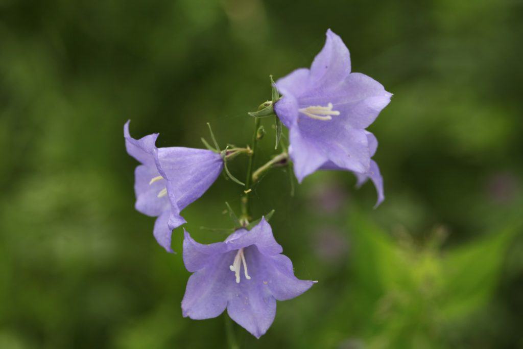 light purple bell shaped Campanula blooms are popular herbaceous perennials growing in the garden that can be used as cut flowers