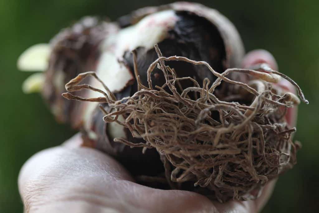 a hand holding an Amaryllis bulb showing how to plant Amaryllis bulbs in pots