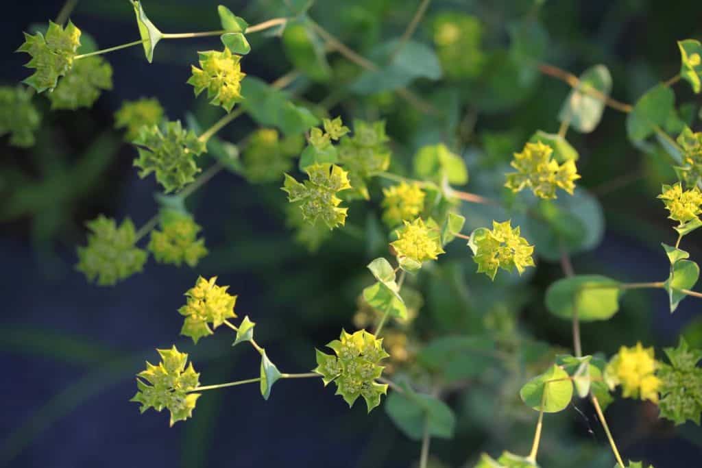 bupleurum in the garden