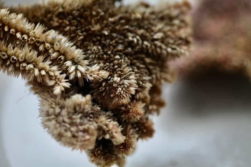 a dried brown celosia flower