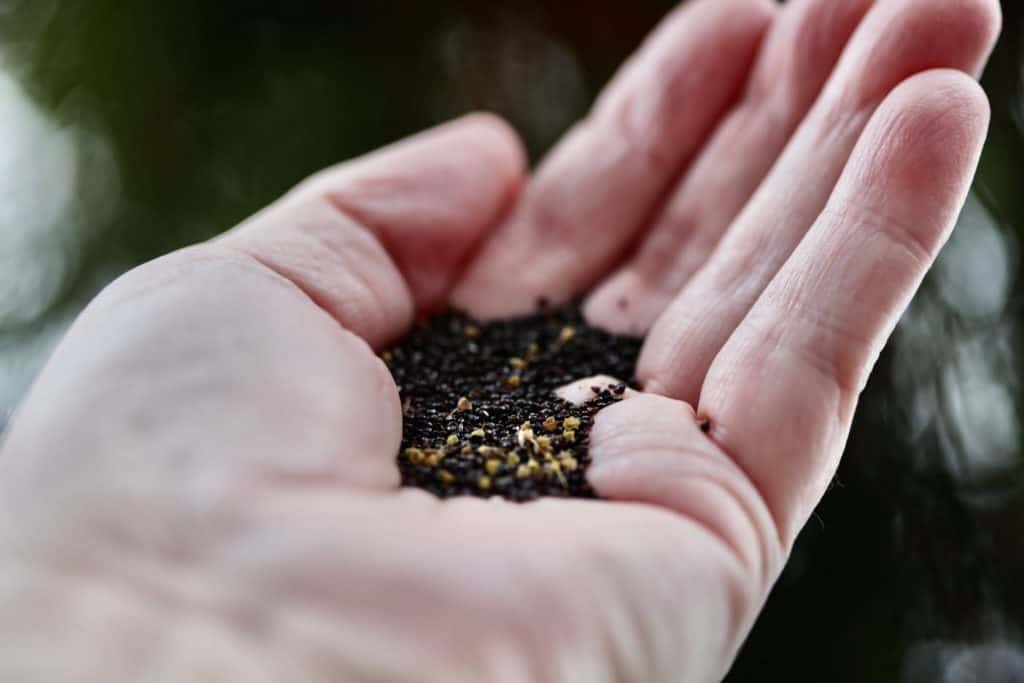 a hand holding tiny black celosia seeds