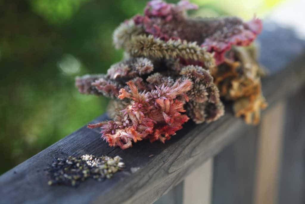 celosia seeds and blooms on a wooden railing