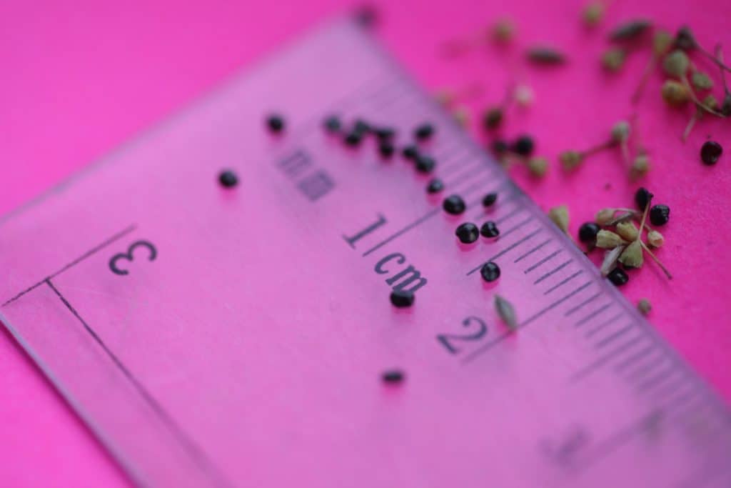 celosia seeds measuring about 1 to 1.5 mm in diameter against a clear ruler on a pink background
