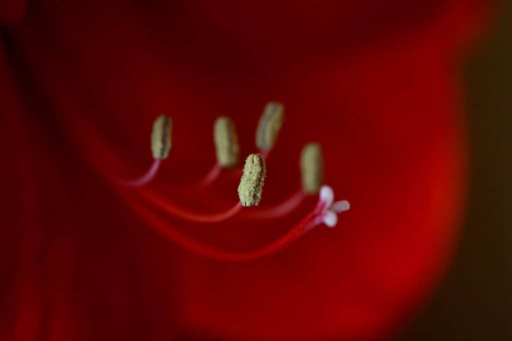 closeup of a red Amaryllis bloom