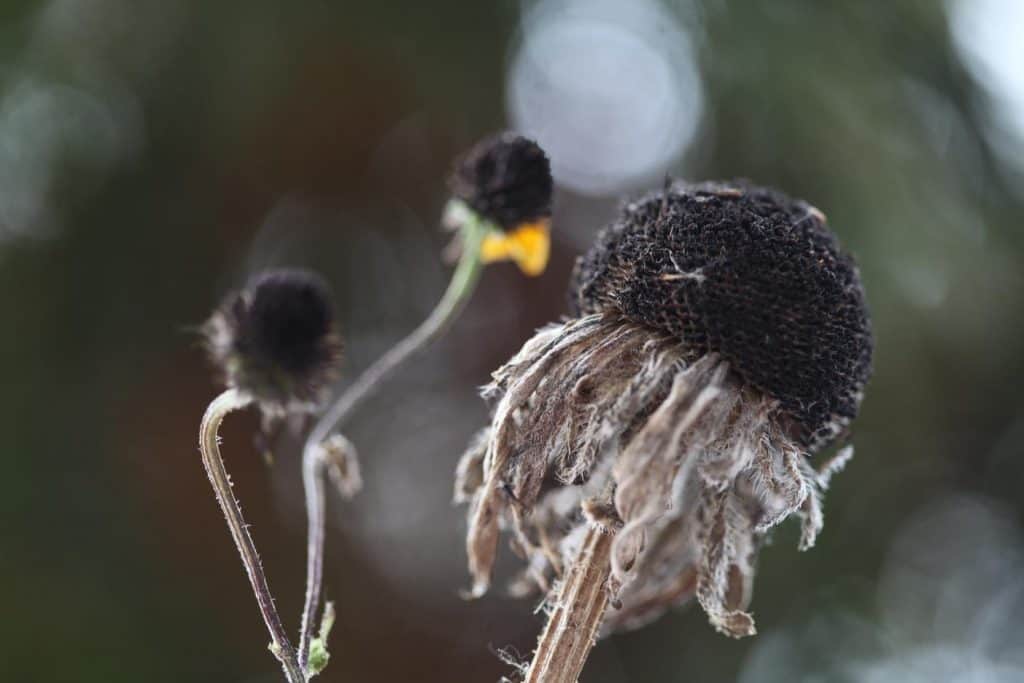  Black Eyed Susan seed heads with openings on the top of the disc