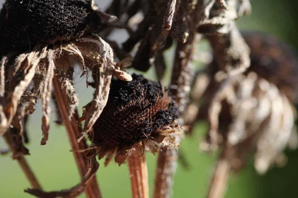 dried Black Eyed Susan seed heads in the garden, showing how to save Black Eyed Susan seeds