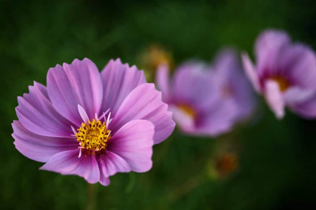 pink cosmos blooms  growing in the garden