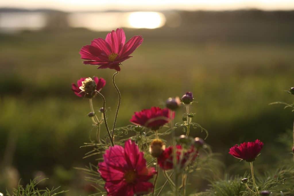 pink cosmos flowers growing in the garden against a blurred background