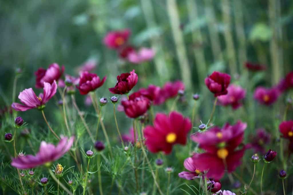 pink cosmos flowers in the garden