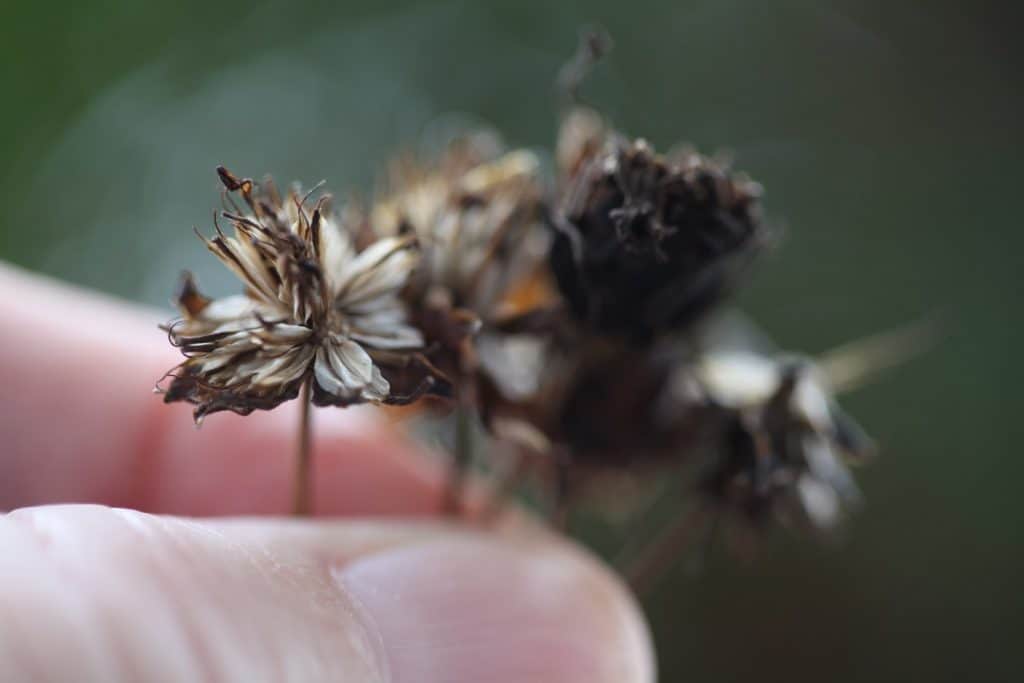 a hand holding dried cosmos seed heads after harvesting