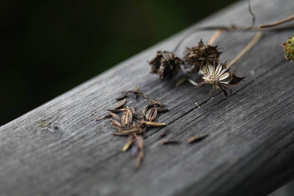 cosmos seed heads and seeds on a wooden railing