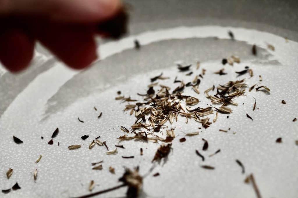 cosmos seeds and chaff in a bowl