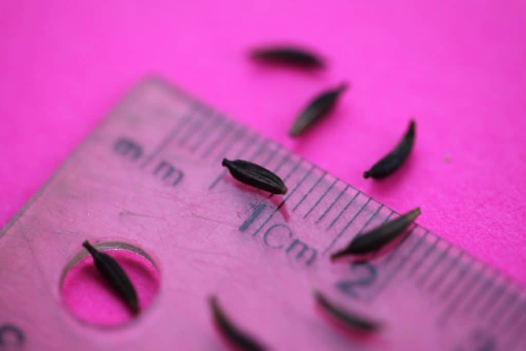 cosmos seeds on a ruler against a pink background, showing that they are approximately 0.5 to 0.6 mm in length