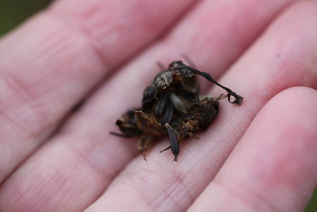 a hand holding a cosmos seed head with cosmos seeds falling out of the seed head