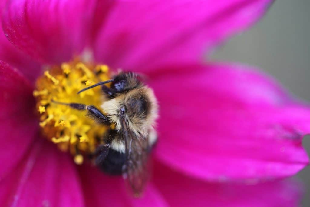 a pink cosmos bloom with a bee harvesting pollen from the centre disc florets