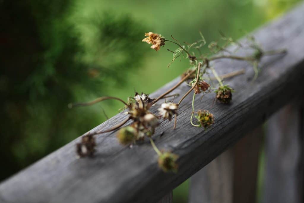 cosmos stem on a wooden railing at the end of the season with various stages of seed pod formation