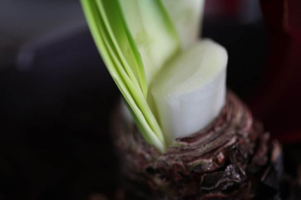 An Amaryllis bulb with the stem cut and emerging green leaves