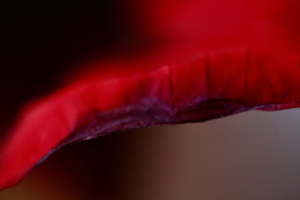 a damaged red poinsettia leaf