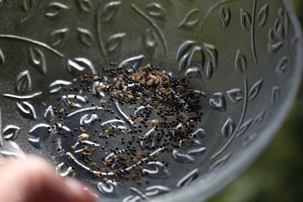 freshly collected mature celosia seeds in a frosted glass bowl