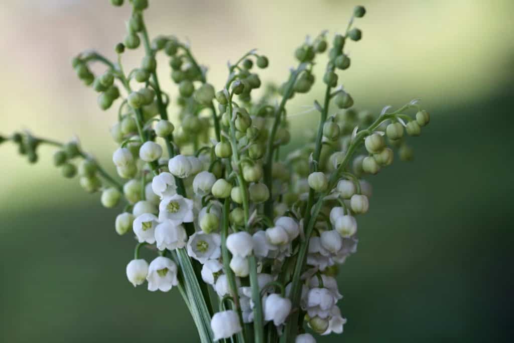 freshly picked bell shaped white Lily of the Valley blossoms against a blurred green background