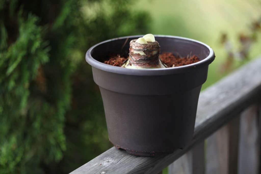 freshly planted Amaryllis bulb in a pot on a wooden railing waiting to wake up and grow