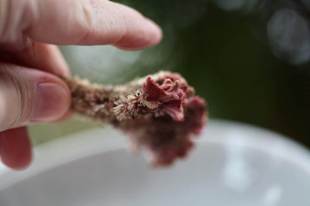 a hand gently knocking celosia blooms over a container to release the seeds