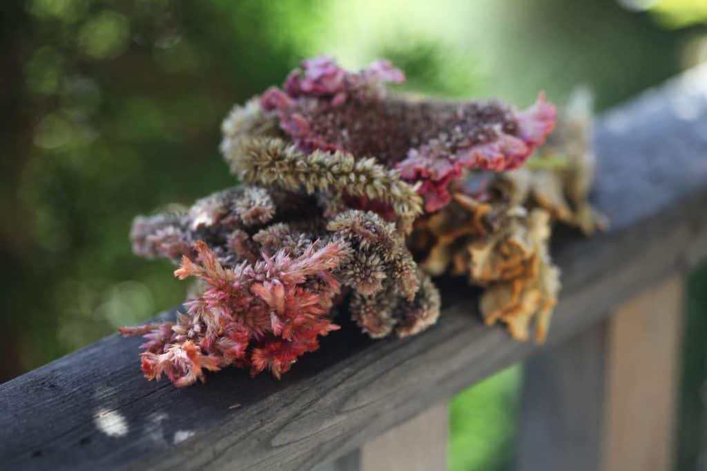 harvested celosia blooms on a wooden railing in fall