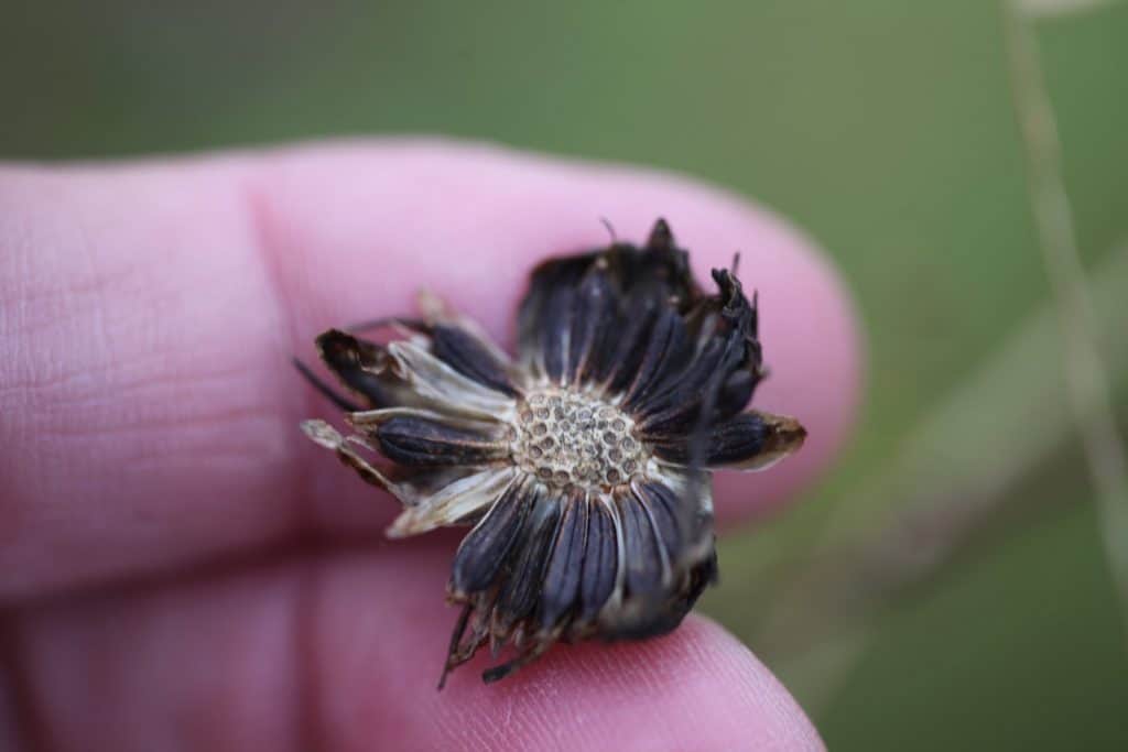 a hand holding a mature cosmos seed head with seeds