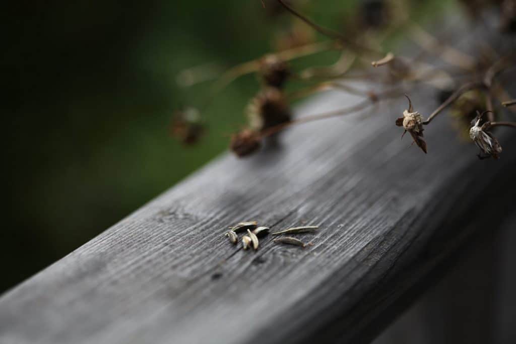 cosmos stems with multiple seed heads and seeds on a wooden railing