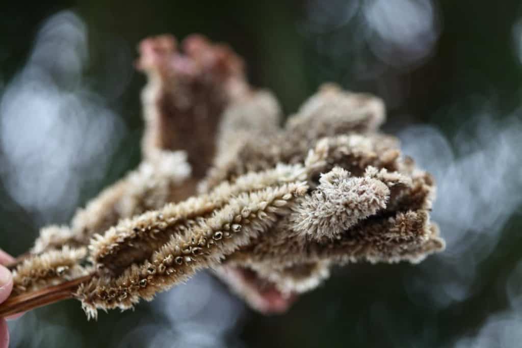 a spent celosia bloom with seeds formed along the flower