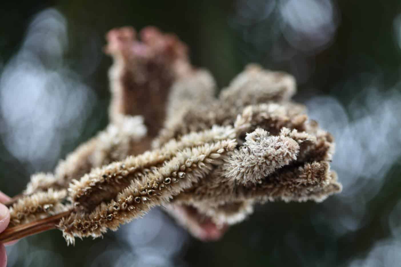 How To Keep Celosia Plants Blooming Throughout The Season