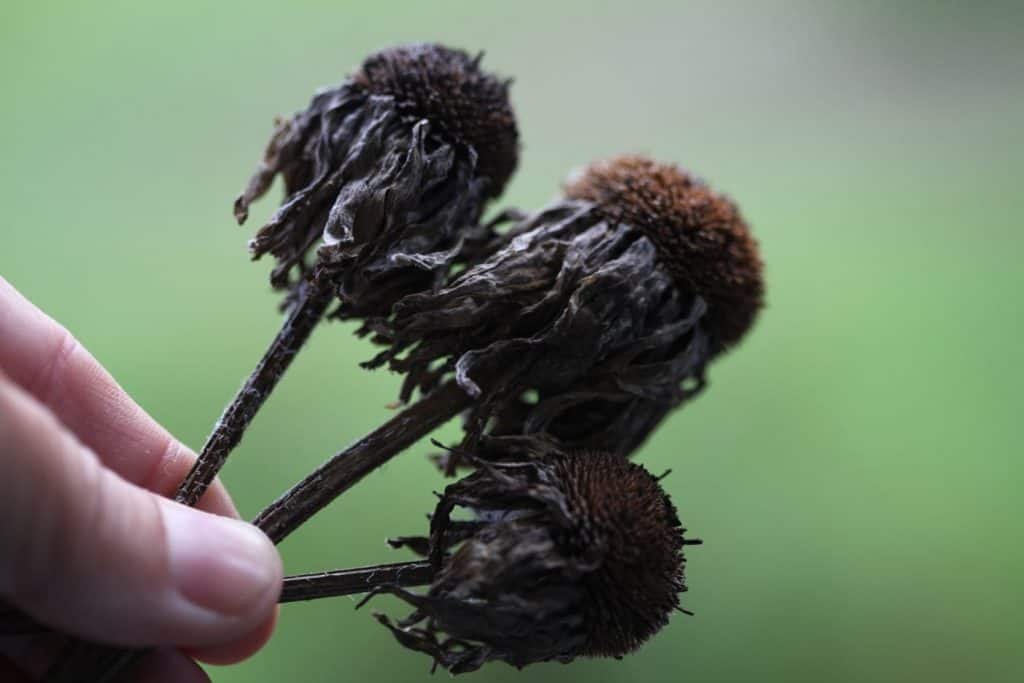 a hand holding rudbeckia seed pods 