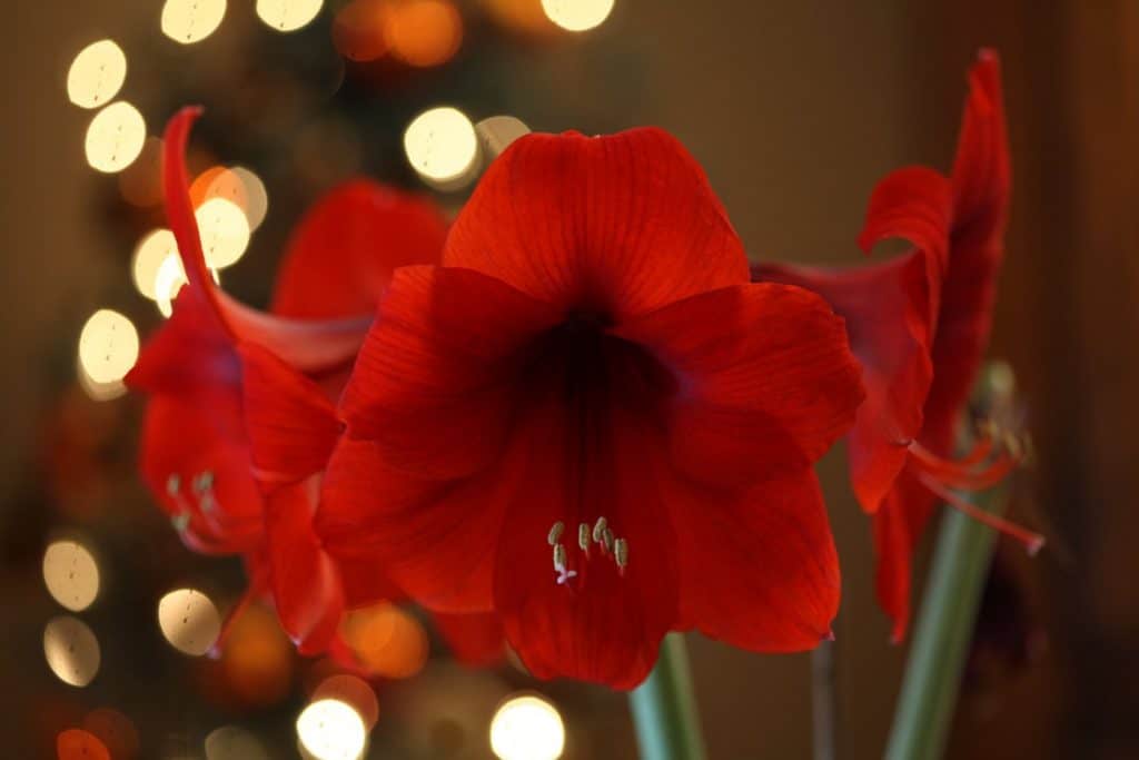 red Amaryllis blooms in front of bokeh white lights