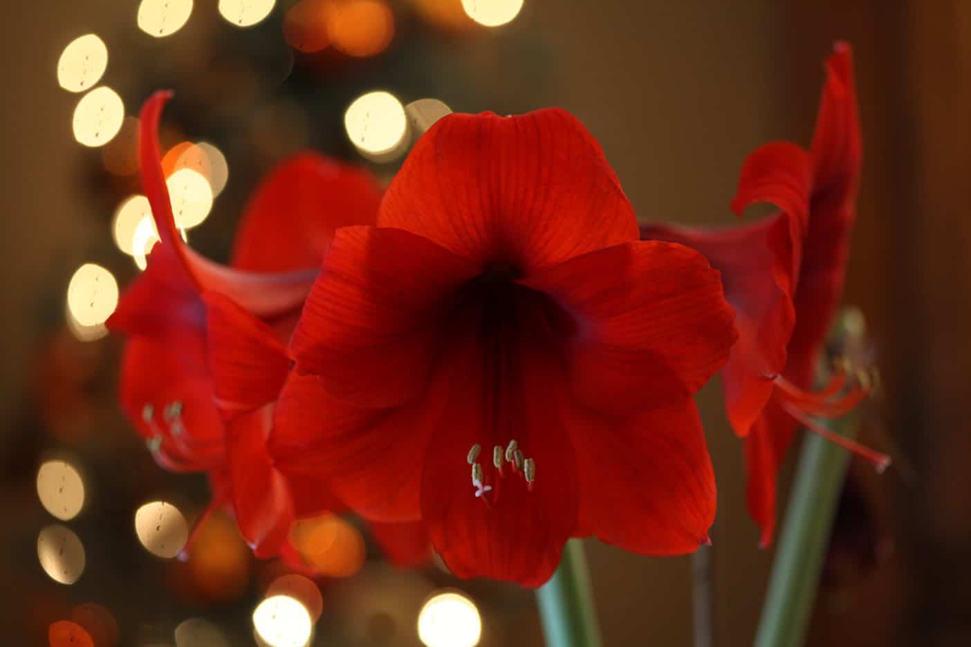 How Long Do Amaryllis Flowers Last