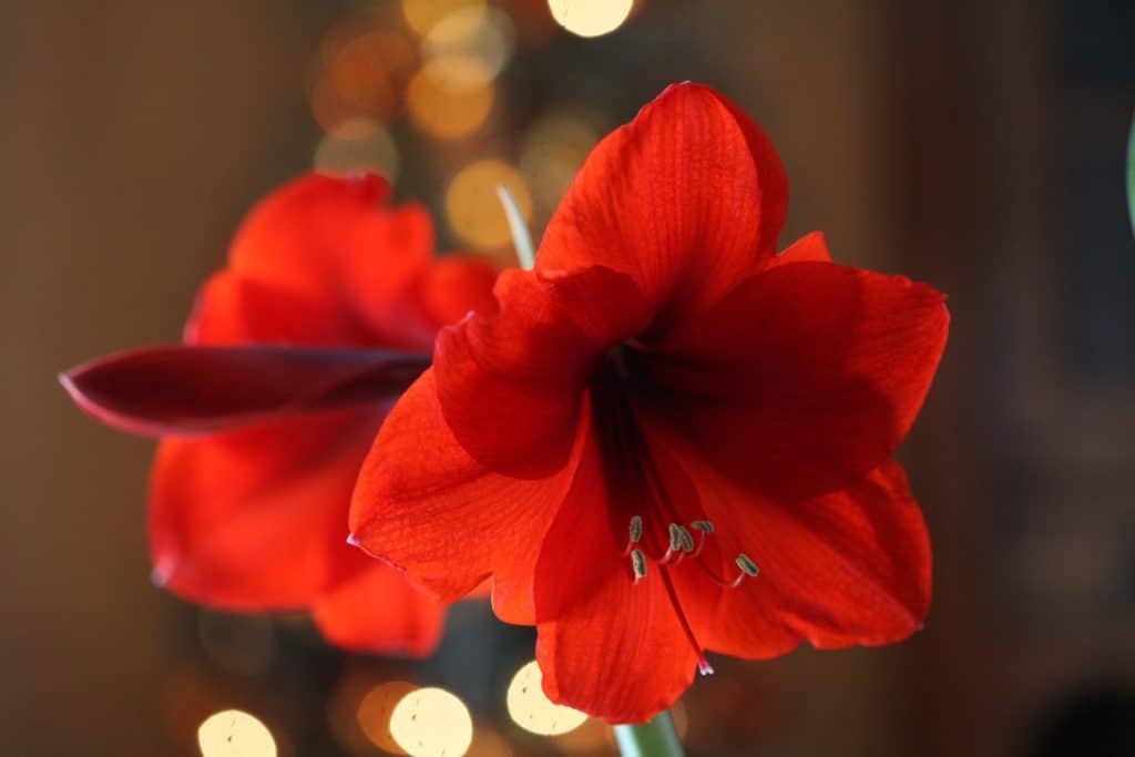 red amaryllis flowers in front of blurred bokeh  lights