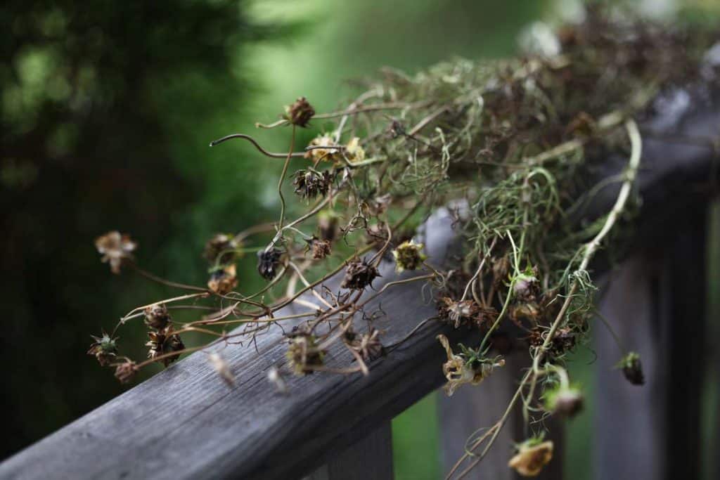 a cosmos plant with multiple stems and seed heads harvested for seed collection, on a wooden railing, showing how to save cosmos seeds