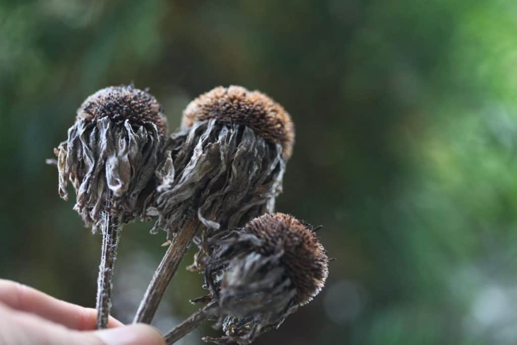 a hand holding three spent flower heads of Black Eyed Susans