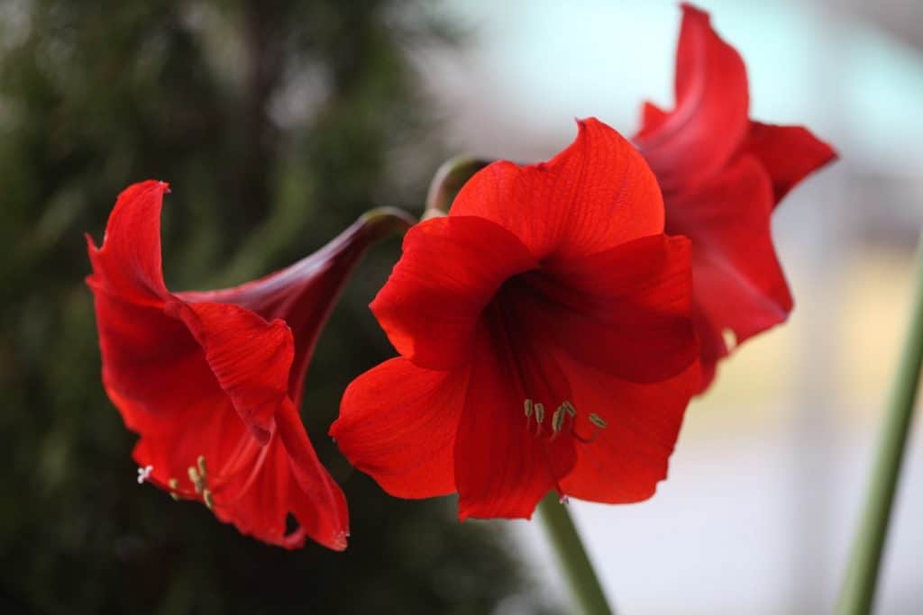 red Amaryllis blooms on an Amaryllis plant