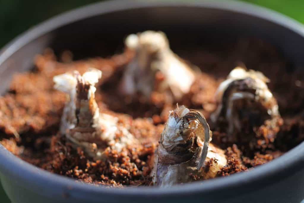 paperwhite bulbs planted in a pot, showing how to plant paperwhites