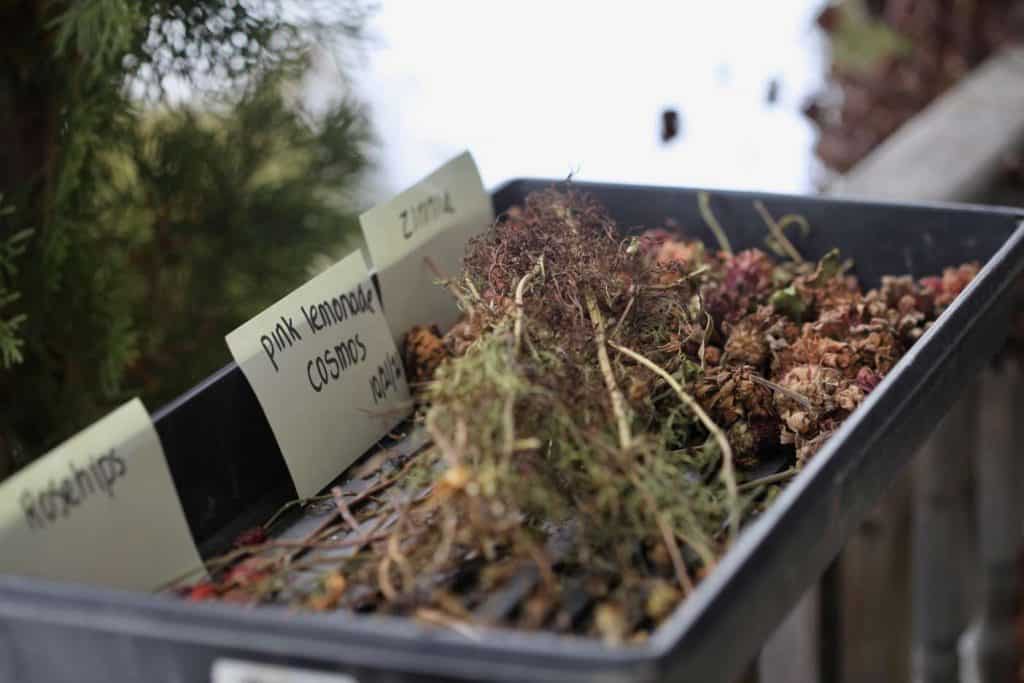 flower seeds and stems in a black cell tray with paper labels, showing that labeling the seeds is important for identification