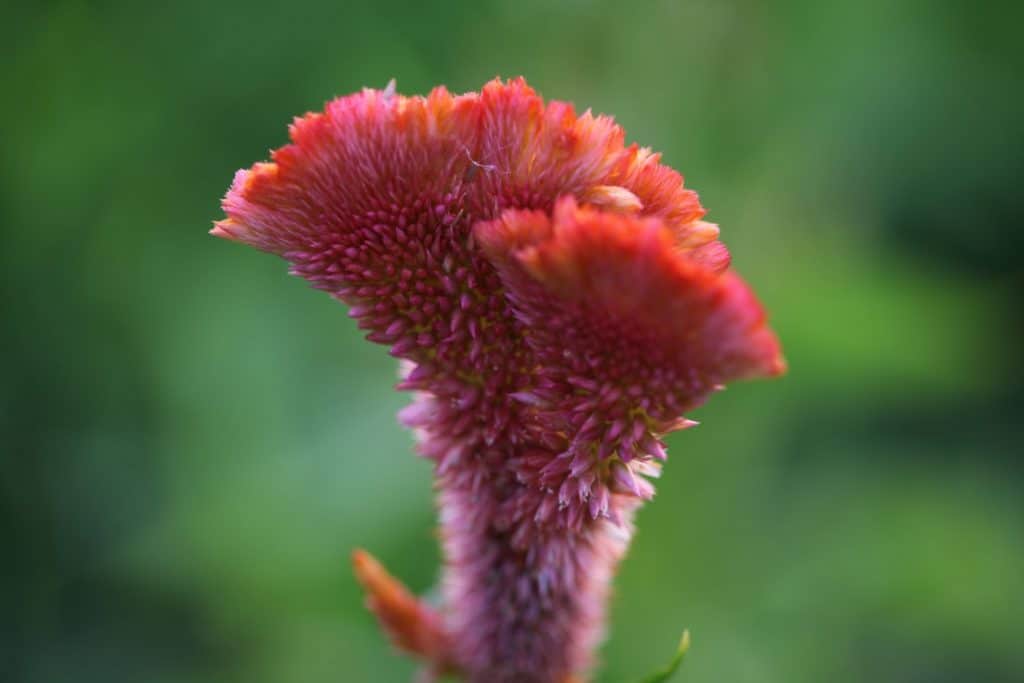 a pink and orange celosia bloom in the garden, against a blurred green background