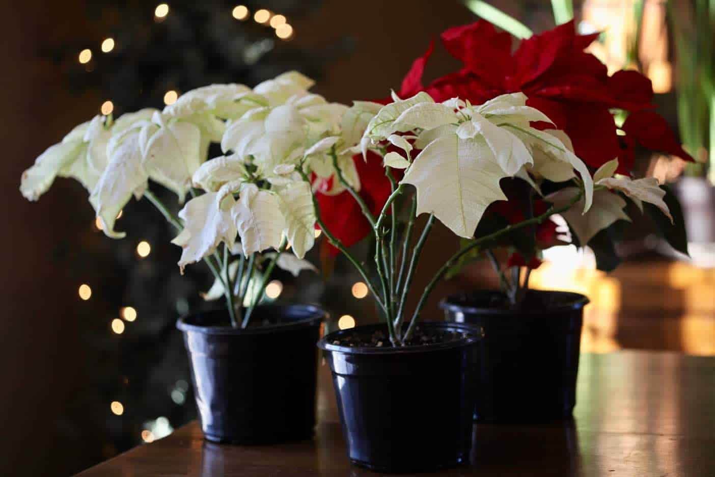 How To Water A Poinsettia - How Often And How Much - Farmhouse & Blooms