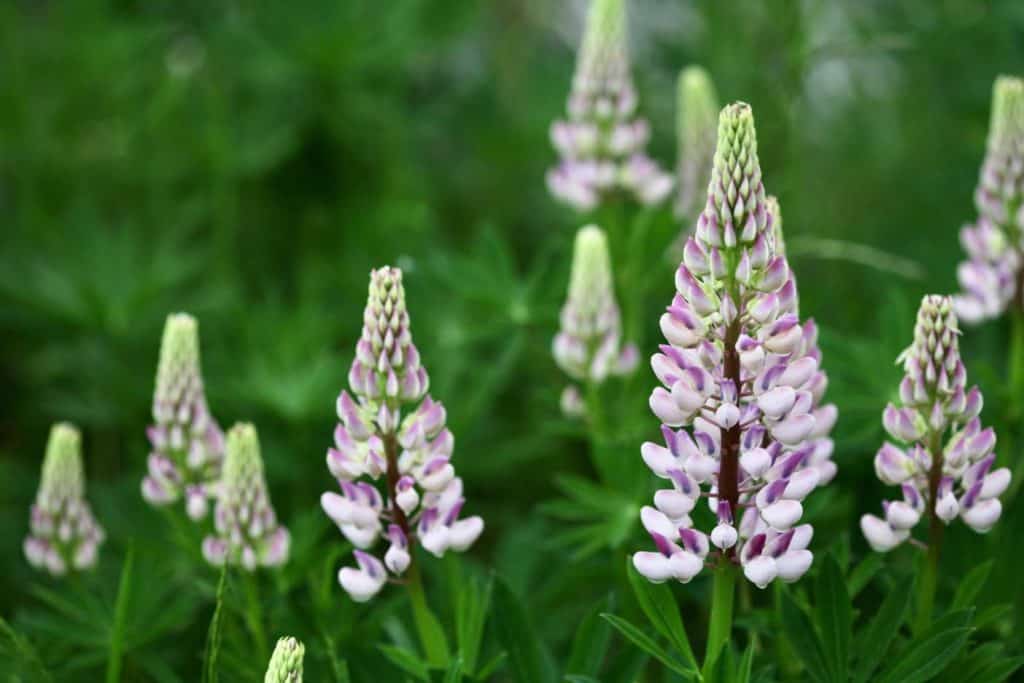 pink lupine blooms in the garden are popular herbaceous perennials used as cut flowers